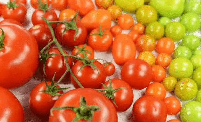 100% Pure Organic Lycopene Powder For Antioxidant : The Ultimate FAQ Guide 16 Snipaste 2021 10 03 22 52 41