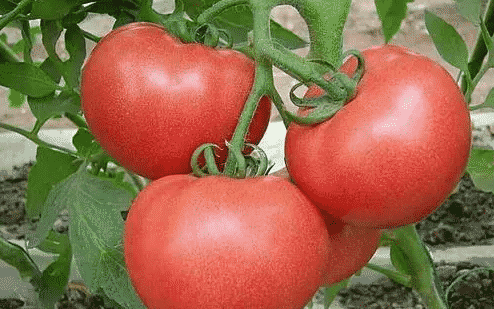 100% Pure Organic Lycopene Powder For Antioxidant : The Ultimate FAQ Guide 12 Snipaste 2021 10 03 22 52 57