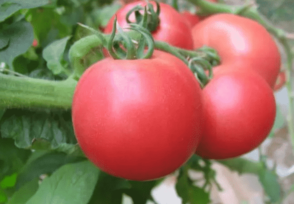 100% Pure Organic Lycopene Powder For Antioxidant : The Ultimate FAQ Guide 9 Snipaste 2021 10 03 22 53 12