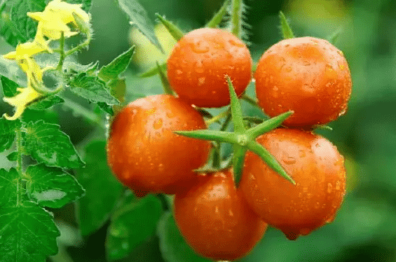 100% Pure Organic Lycopene Powder For Antioxidant : The Ultimate FAQ Guide 4 Snipaste 2021 10 03 22 53 35