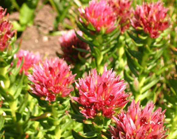 100% Pure Organic Rhodiola Rosea Root Extract Powder : The Ultimate FAQ Guide 2 Snipaste 2021 10 08 13 39 57 1