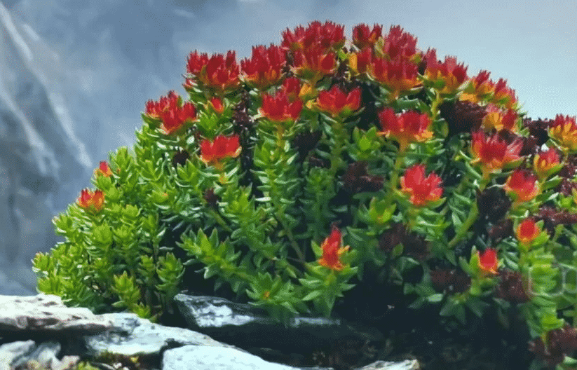 100% Pure Organic Rhodiola Rosea Root Extract Powder : The Ultimate FAQ Guide 3 Snipaste 2021 10 08 13 40 02
