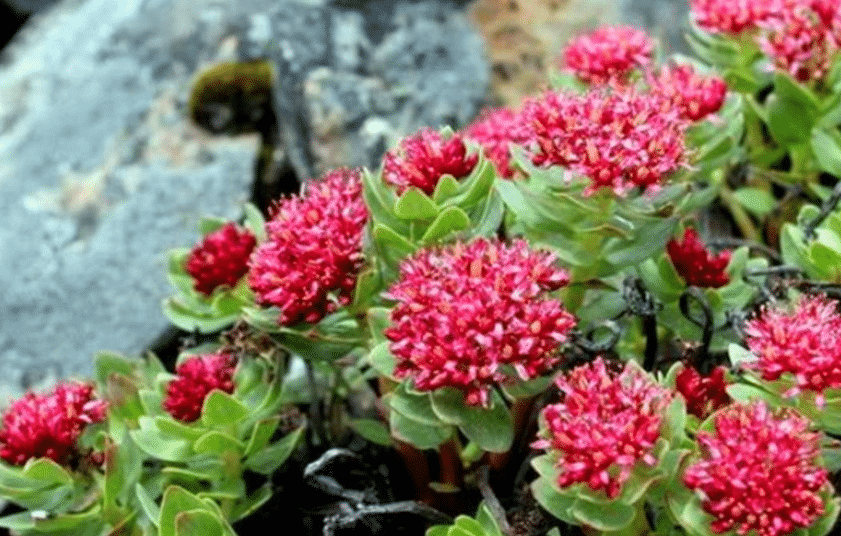 100% Pure Organic Rhodiola Rosea Root Extract Powder : The Ultimate FAQ Guide 6 Snipaste 2021 10 08 13 40 09