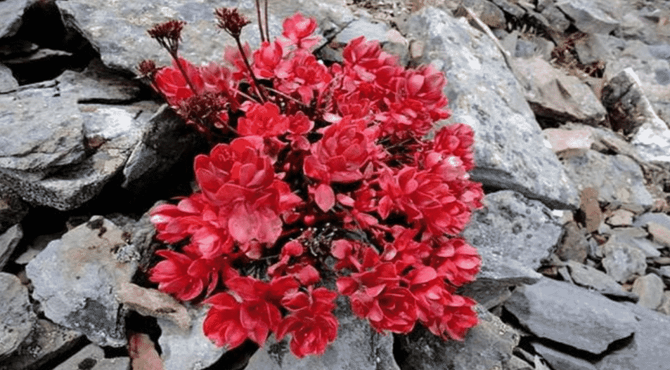100% Pure Organic Rhodiola Rosea Root Extract Powder : The Ultimate FAQ Guide 7 Snipaste 2021 10 08 13 40 13