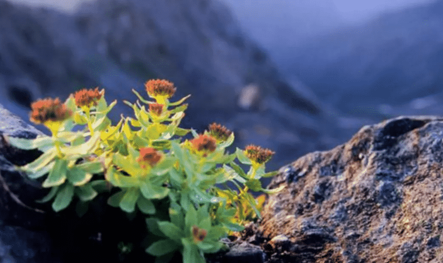 100% Pure Organic Rhodiola Rosea Root Extract Powder : The Ultimate FAQ Guide 8 Snipaste 2021 10 08 13 40 21