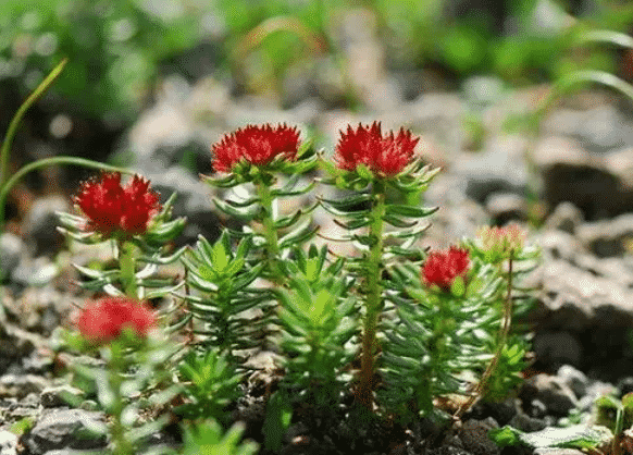 100% Pure Organic Rhodiola Rosea Root Extract Powder : The Ultimate FAQ Guide 9 Snipaste 2021 10 08 13 40 26