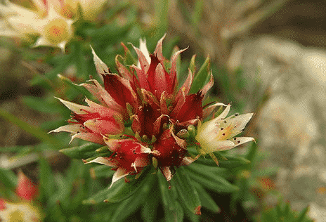 100% Pure Organic Rhodiola Rosea Root Extract Powder : The Ultimate FAQ Guide 12 Snipaste 2021 10 08 13 40 54