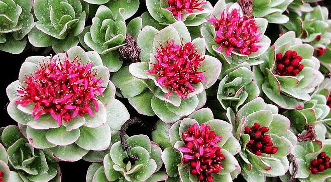 100% Pure Organic Rhodiola Rosea Root Extract Powder : The Ultimate FAQ Guide 13 Snipaste 2021 10 08 13 41 33
