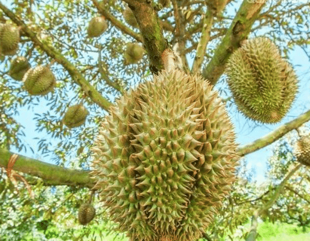 100% Pure Organic durian powder : The Ultimate FAQ Guide (Updated 2021) 18 snipaste 2021 10 10 00 45 58