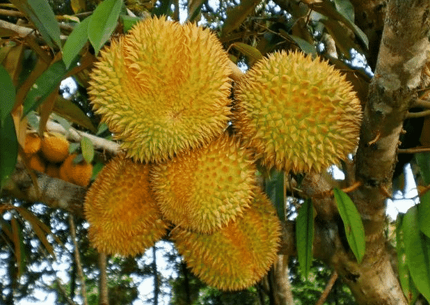 100% Pure Organic durian powder : The Ultimate FAQ Guide (Updated 2021) 16 snipaste 2021 10 10 00 46 09