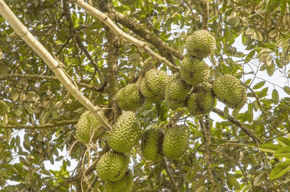 100% Pure Organic durian powder : The Ultimate FAQ Guide (Updated 2021) 6 snipaste 2021 10 10 00 47 28