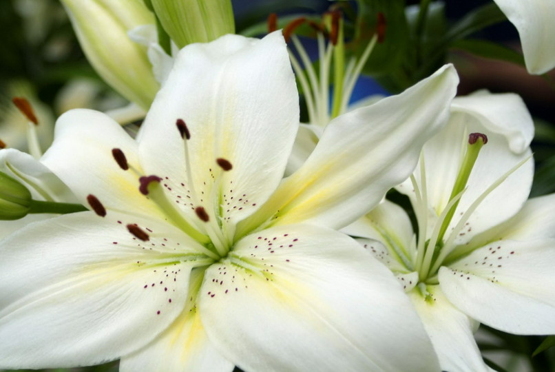 100% Pure Organic Lily Extract : The Ultimate FAQ Guide (update 2021) 6 snipaste 2021 11 08 14 40 01