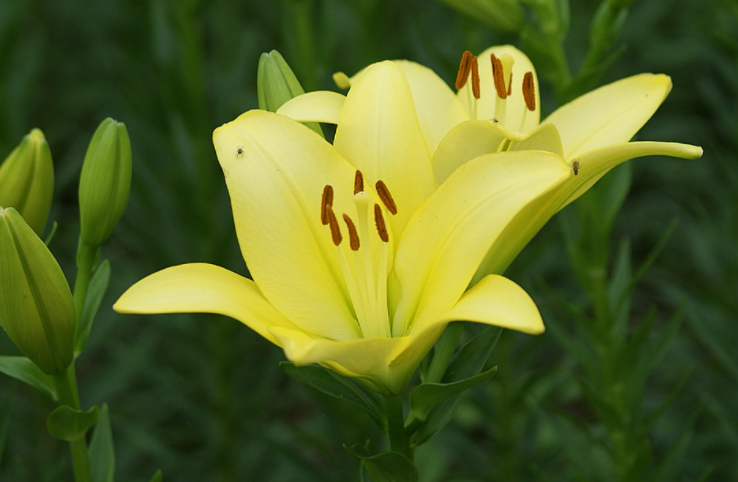 100% Pure Organic Lily Extract : The Ultimate FAQ Guide (update 2021) 5 snipaste 2021 11 08 14 40 09