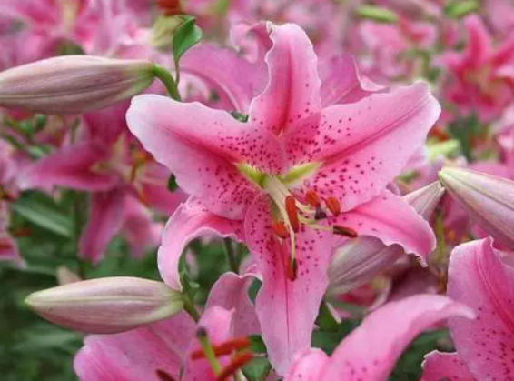100% Pure Organic Lily Extract : The Ultimate FAQ Guide (update 2021) 4 snipaste 2021 11 08 14 40 14