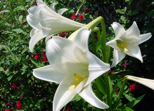 100% Pure Organic Lily Extract : The Ultimate FAQ Guide (update 2021) 3 snipaste 2021 11 08 14 40 26