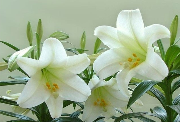 100% Pure Organic Lily Extract : The Ultimate FAQ Guide (update 2021) 2 snipaste 2021 11 08 14 40 34