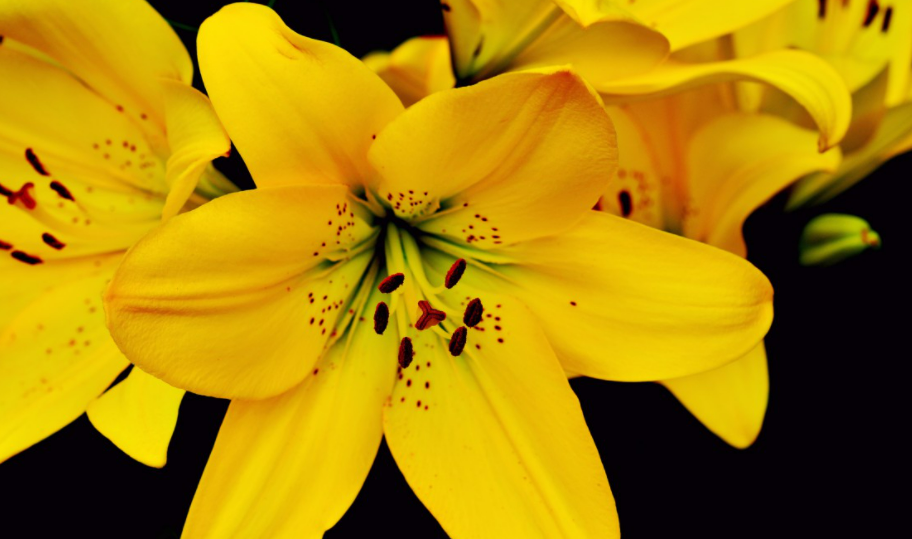 100% Pure Organic Lily Extract : The Ultimate FAQ Guide (update 2021) 1 Lily Extract