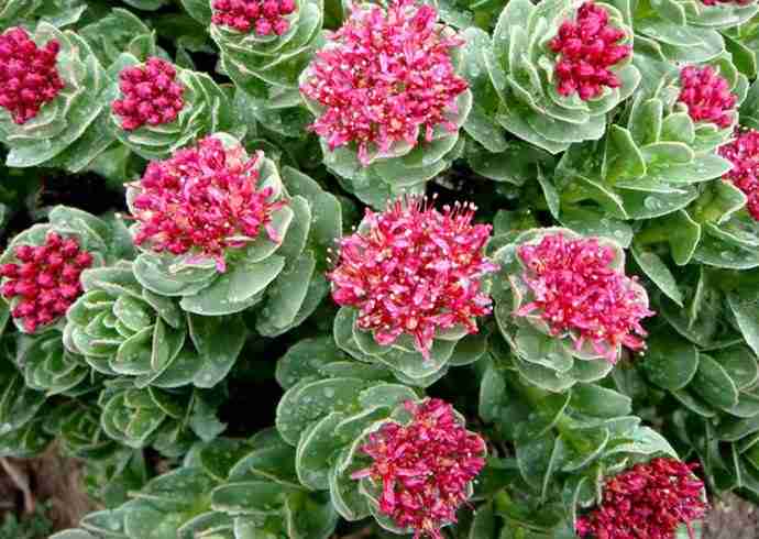 100% Pure Organic Rhodiola Rosea Root Extract Powder : The Ultimate FAQ Guide 14