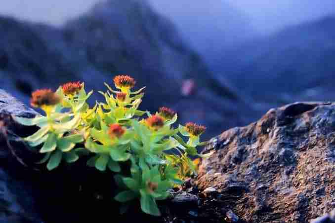 100% Pure Organic Rhodiola Rosea Root Extract Powder : The Ultimate FAQ Guide 11 srchttp img1.gtimg .com ninja 1 2019 10 ninja157007184310215.jpgreferhttp img1.gtimg