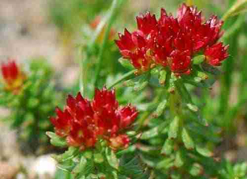 100% Pure Organic Rhodiola Rosea Root Extract Powder : The Ultimate FAQ Guide 19 srchttp s9.sinaimg.cn mw690 002ShbVTzy7cSga8v8I78690referhttp s9.sinaimg